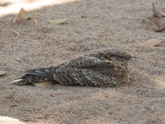 Systellura longirostris