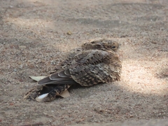 Systellura longirostris