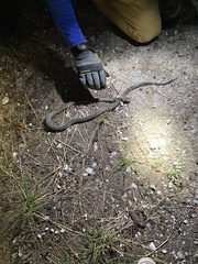 Chilabothrus strigilatus
