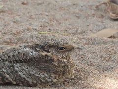 Systellura longirostris