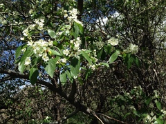 Crataegus rivularis