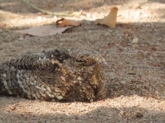 Systellura longirostris