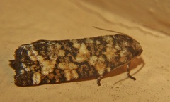 Archips packardiana