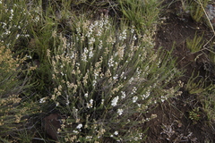 Selago densiflora