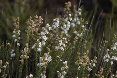 Selago densiflora