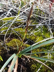 Carex richardsonii