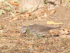 Columbina picui