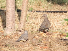 Columbina picui