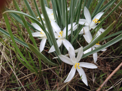 Leucocrinum montanum