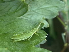 Atractomorpha australis