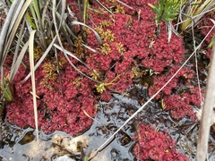 Drosera kaieteurensis