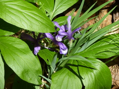 Iris uniflora
