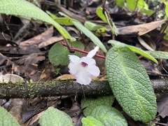 Centrosolenia hirsuta