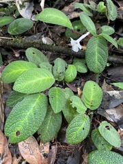 Centrosolenia hirsuta