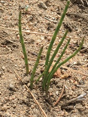 Equisetum laevigatum