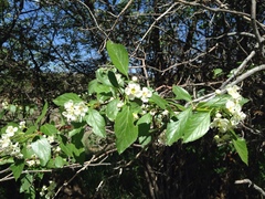 Crataegus rivularis