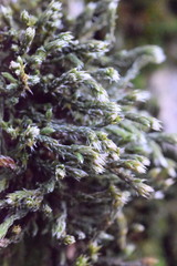 Hedwigia emodica