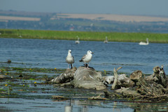 Larus cachinnans