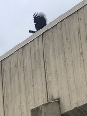 Corvus brachyrhynchos