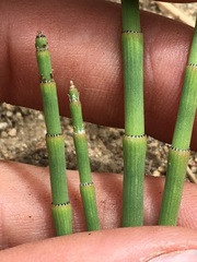 Equisetum laevigatum