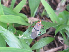 Dysdercus nigrofasciatus