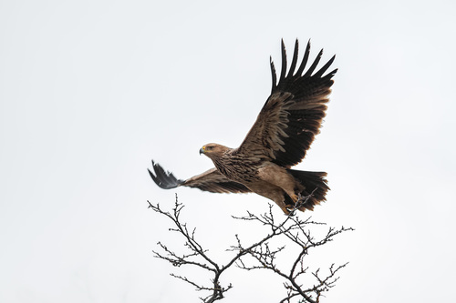 Aigle impérial