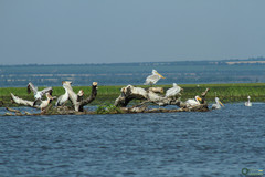 Pelecanus onocrotalus