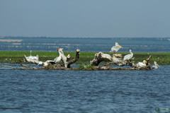 Pelecanus onocrotalus