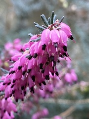 Erica carnea