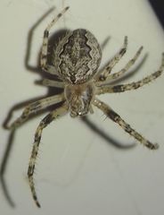 Larinioides ixobolus