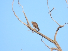 Daptrius chimango