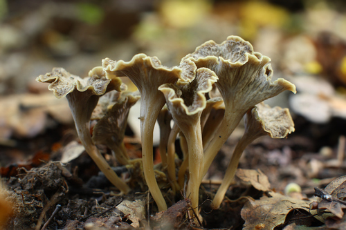 Pseudocraterellus