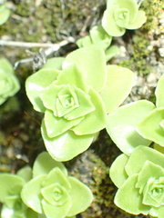Phedimus stellatus