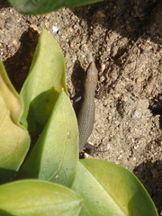 Algyroides fitzingeri