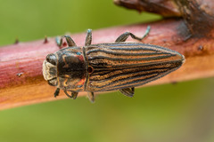 Chalcogenia sulcipennis