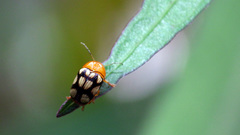 Cryptocephalus luteosignatus