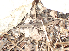 Algyroides fitzingeri