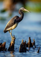 Egretta tricolor image