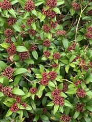 Skimmia