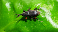 Cosmopolites sordidus