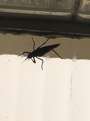 Tettigoniidae