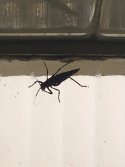 Tettigoniidae