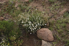 Selago densiflora