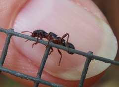 Tarsostenodes simulator