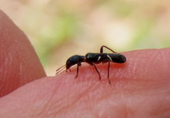 Tarsostenodes simulator