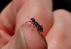 Tarsostenodes simulator