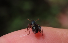Tarsostenodes simulator