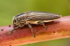 Chalcogenia sulcipennis