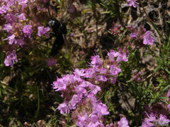 Thymus calcareus