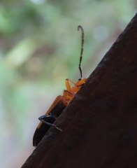 Stenoderus ostricilla